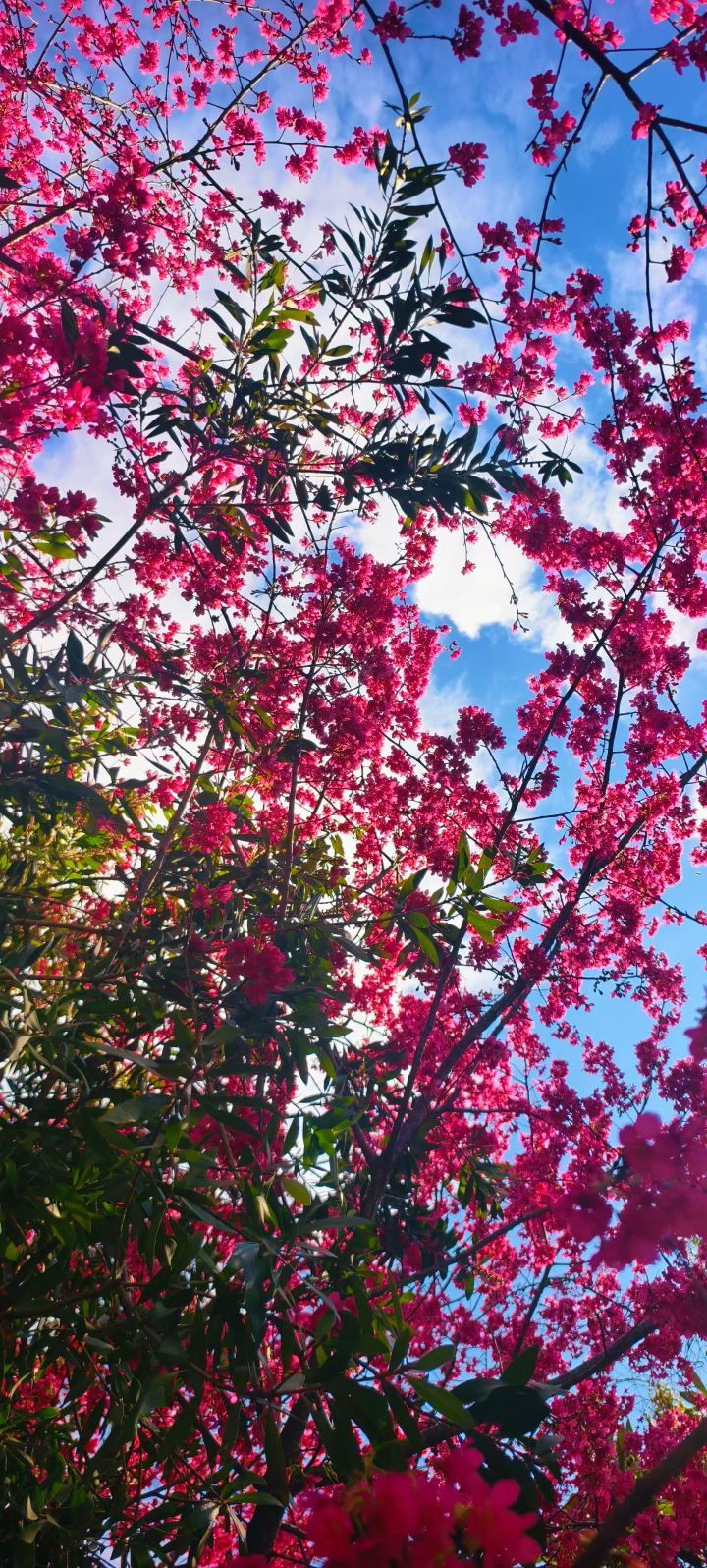 妞妞骑行西双版纳主播图片