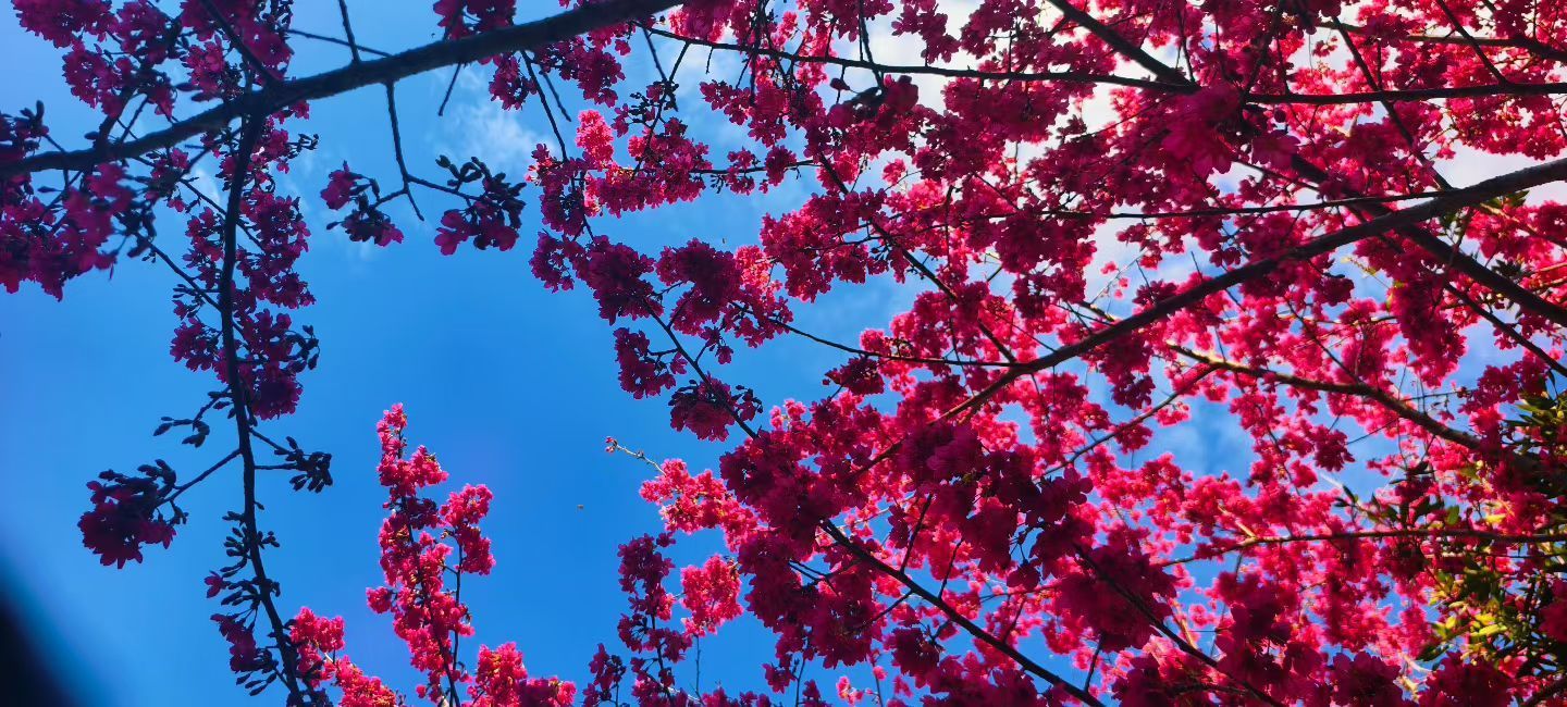 妞妞骑行西双版纳主播图片