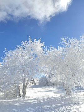 天王盖地虎虎044的图片