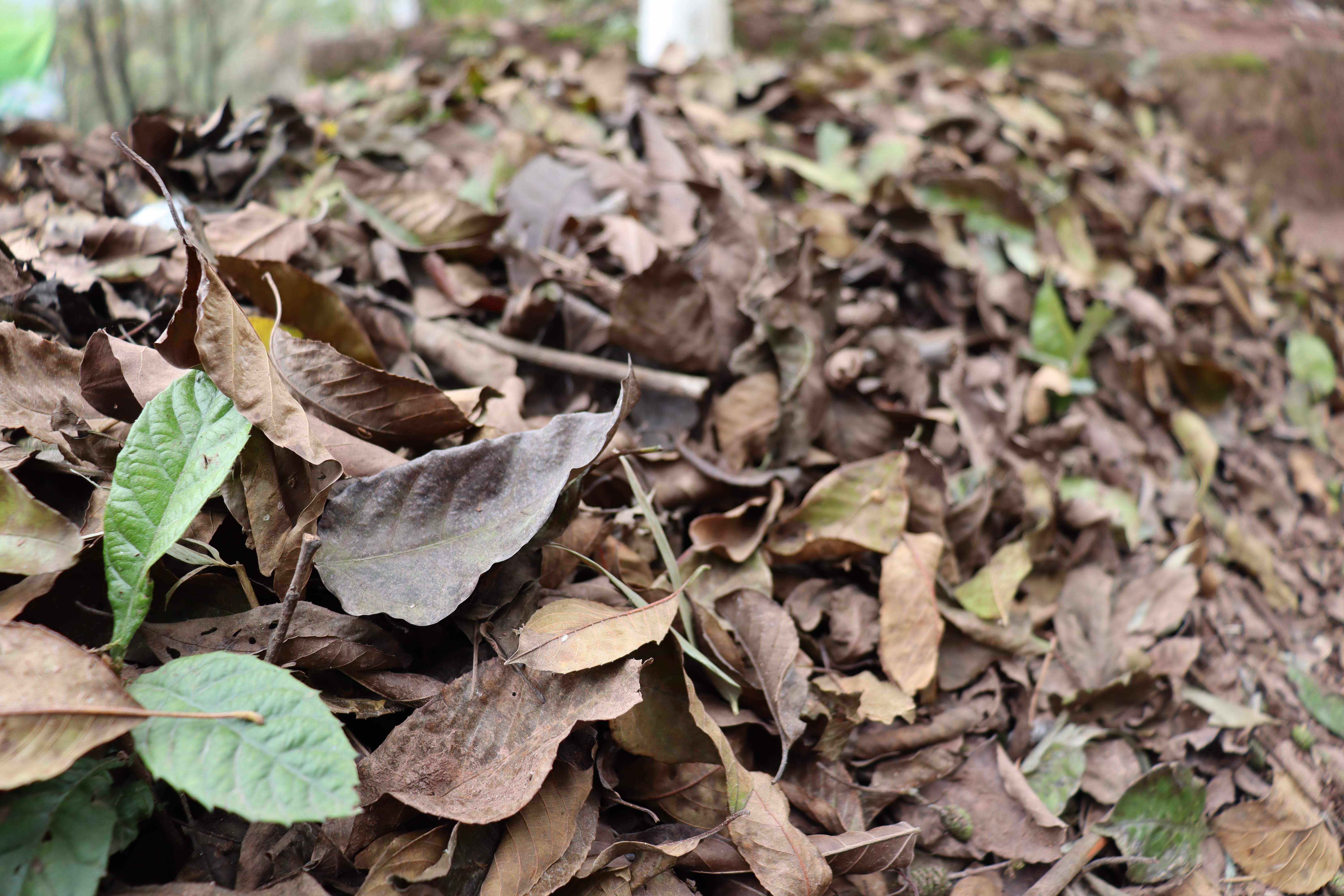 涵十八♫主播图片