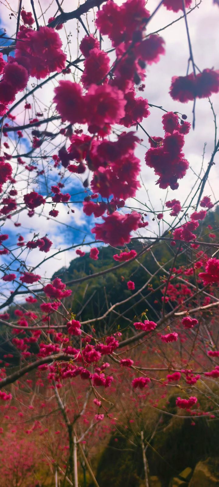 妞妞骑行西双版纳主播图片