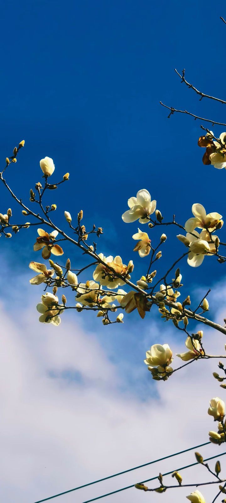 妞妞骑行西双版纳主播图片