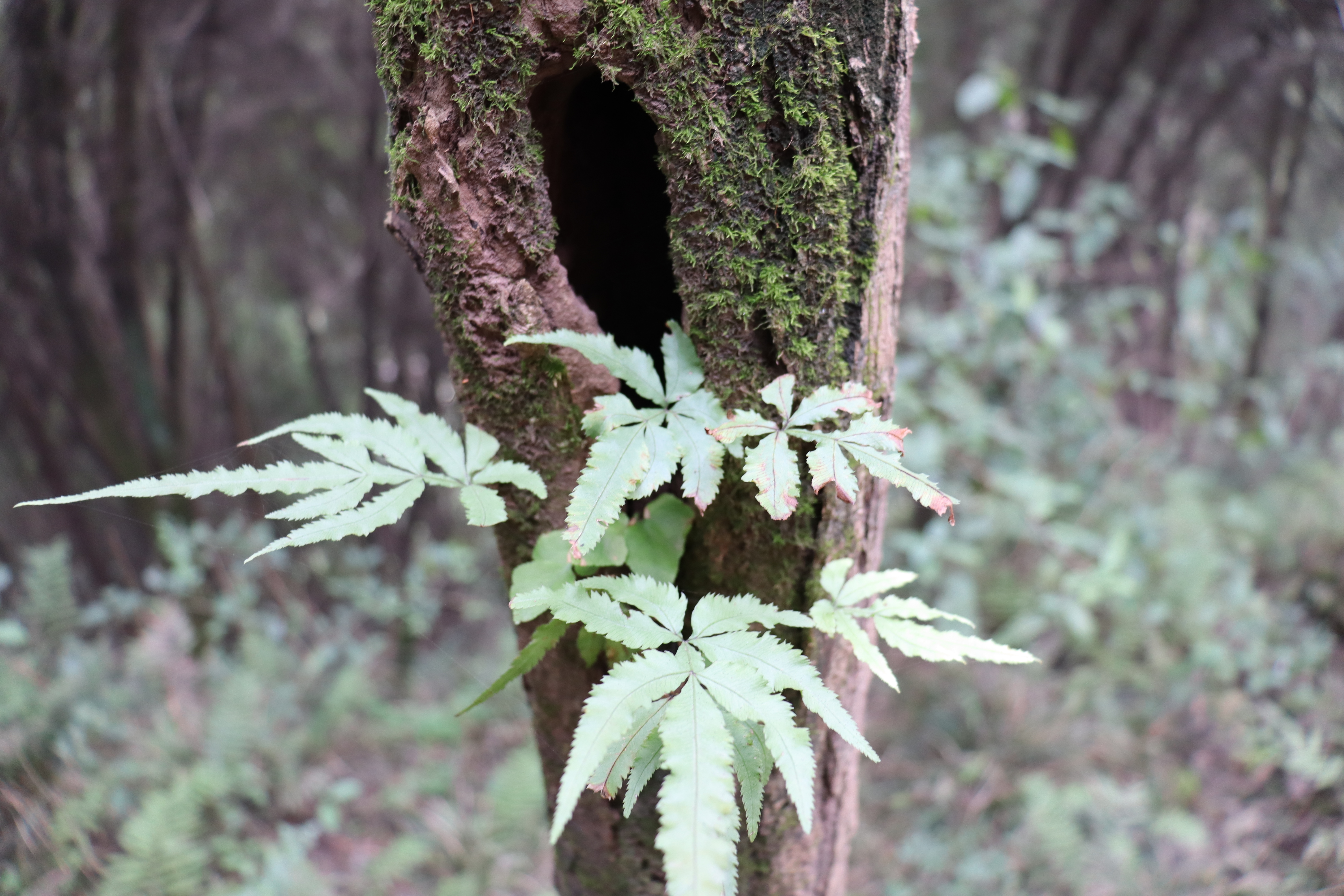 涵十八♫主播图片