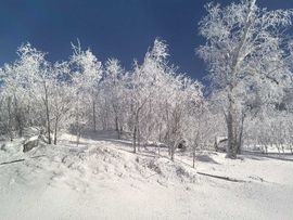天王盖地虎虎044的图片