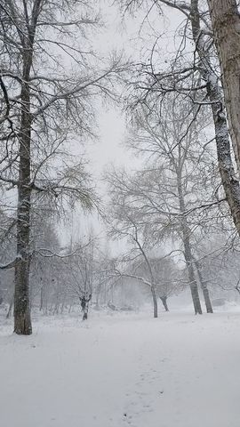天王盖地虎虎044的图片