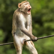 两蛋，碎了一个✌