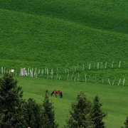 ❁🥀荡秋千得🥀猴
