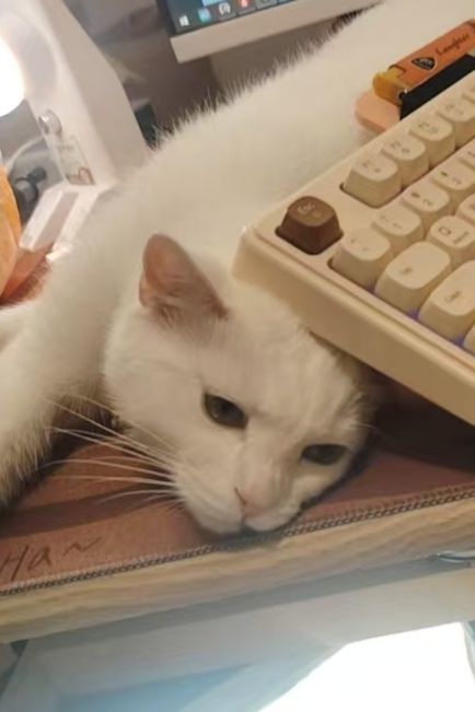 钱悦萌主🏮福伴同行主播图片