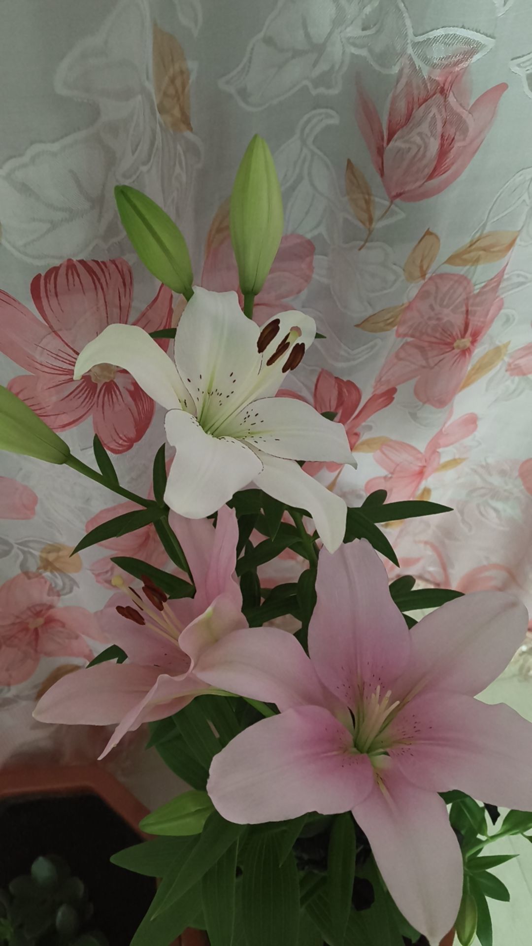 我叫野百合????主播圖片