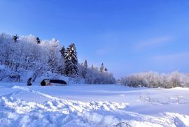 天王盖地虎虎044的图片