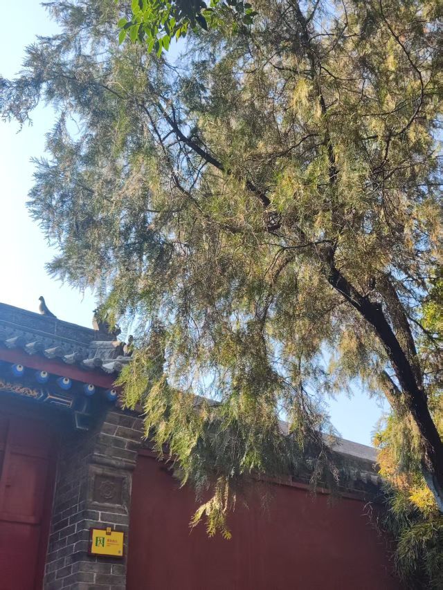 晴儿祝大家新年快乐！的图片