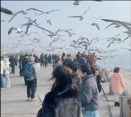 木子kigo马年好运的图片