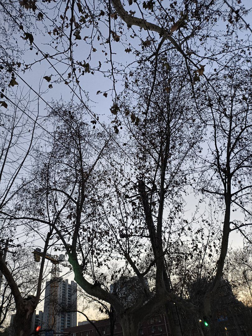 晴儿祝大家新年快乐！的图片