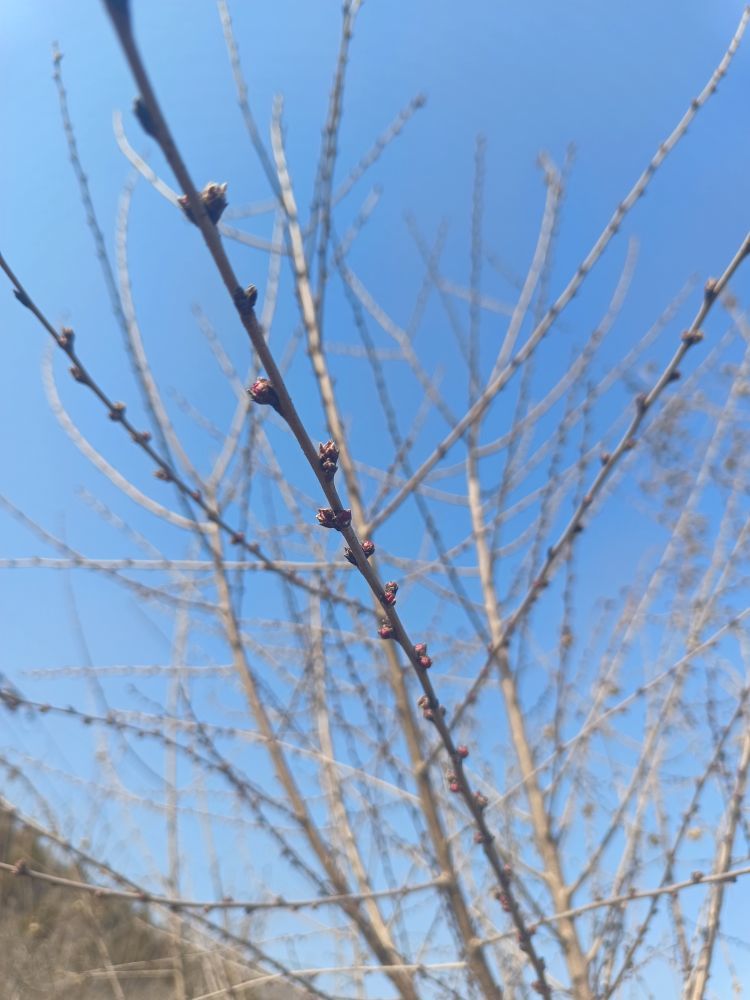 金麒麟好运连连🎵主播图片