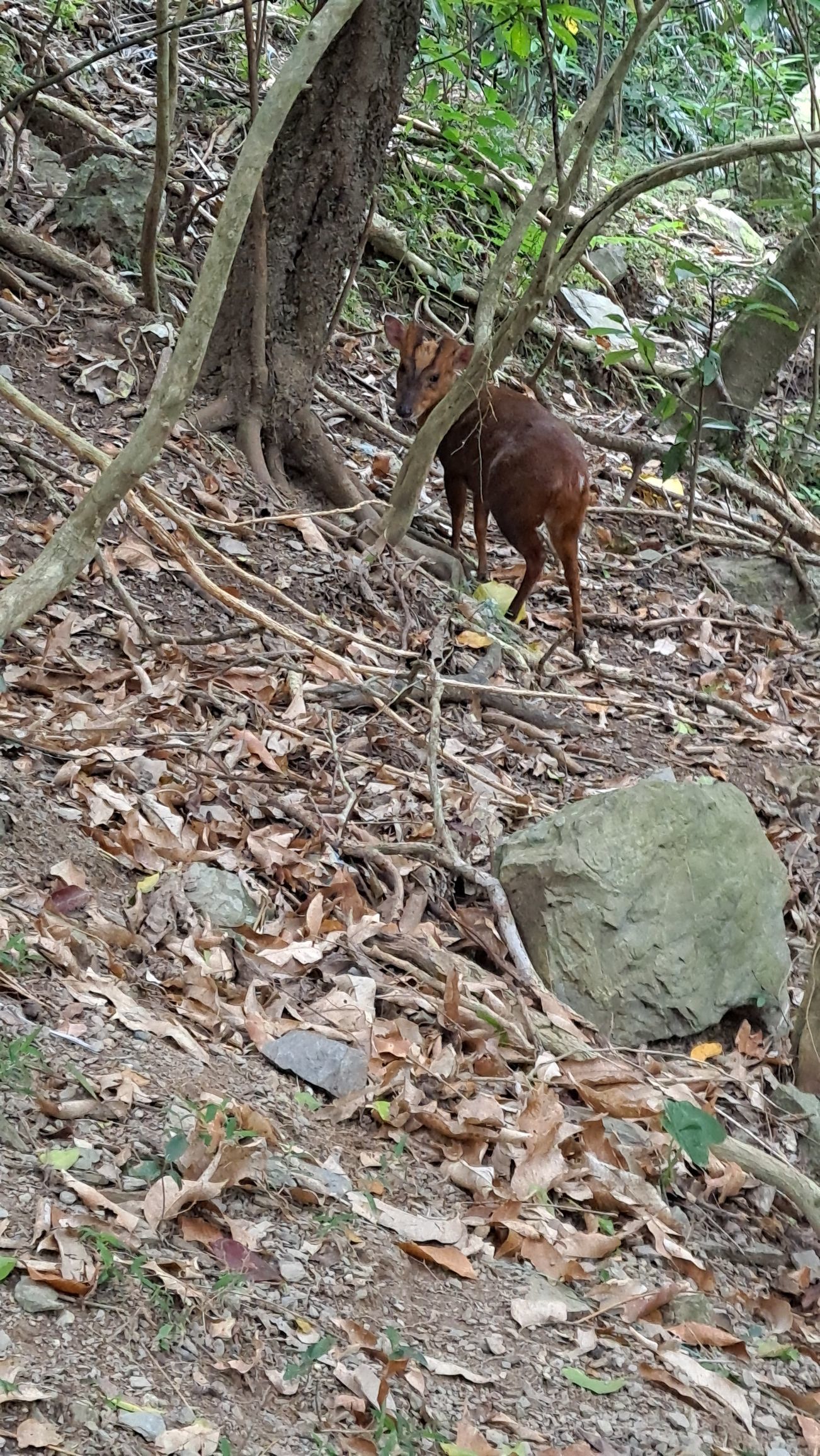 一只楚楚熊☆主播图片