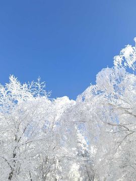 天王盖地虎虎044的图片
