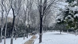 天王盖地虎虎044的图片