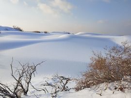 天王盖地虎虎044的图片