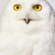 鱿鱼主人的头像