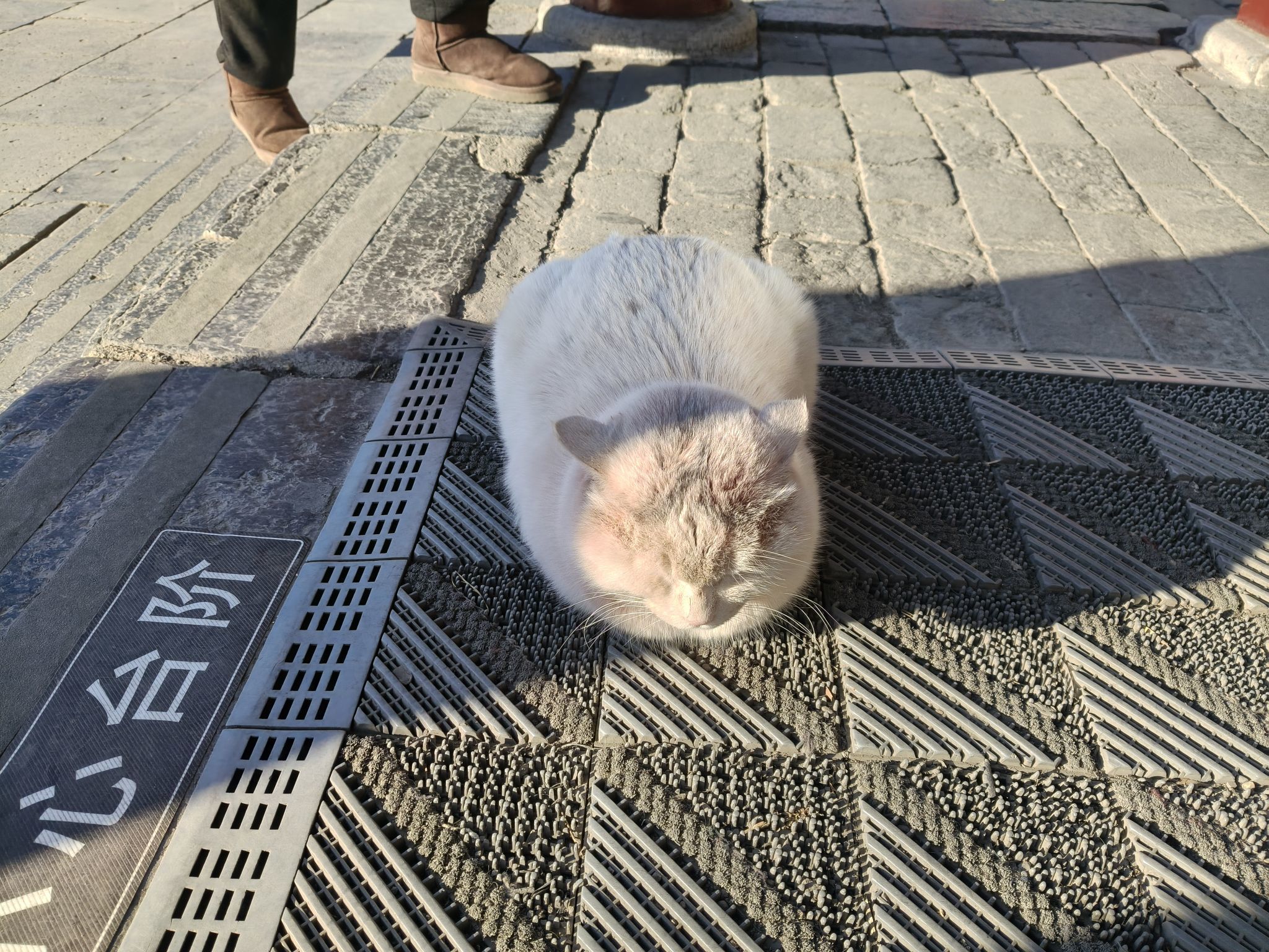 我叫野百合????主播圖片