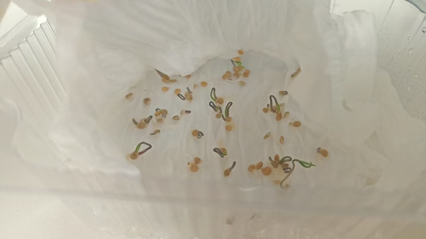 金麒麟好运连连🎵主播图片