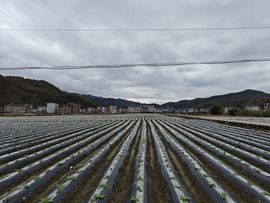 螺蛳粉超爱最美@叶子的图片