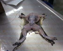 螺蛳粉超爱最美@叶子的图片