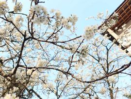 天王盖地虎虎044的图片