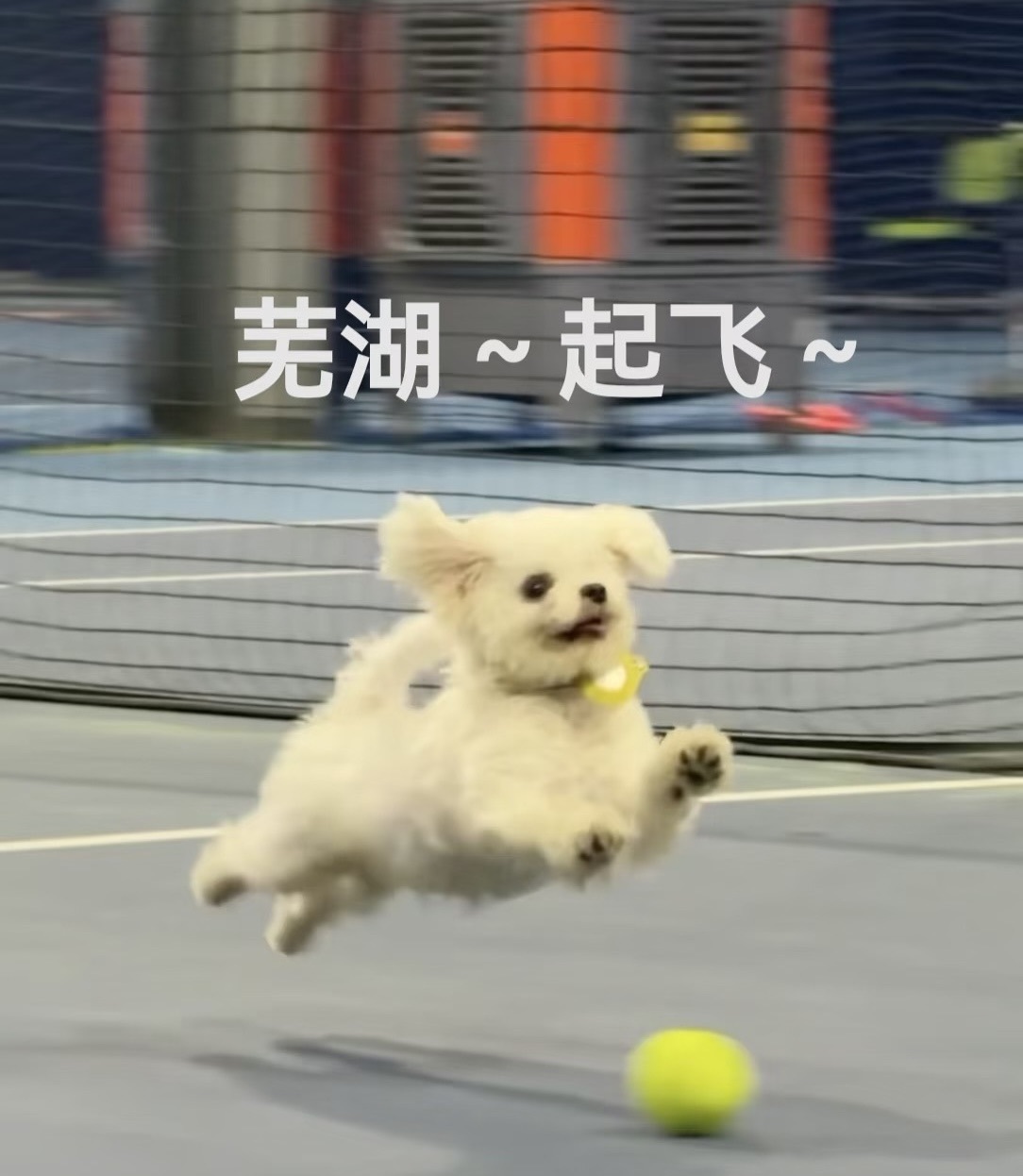 苏打。，主播图片