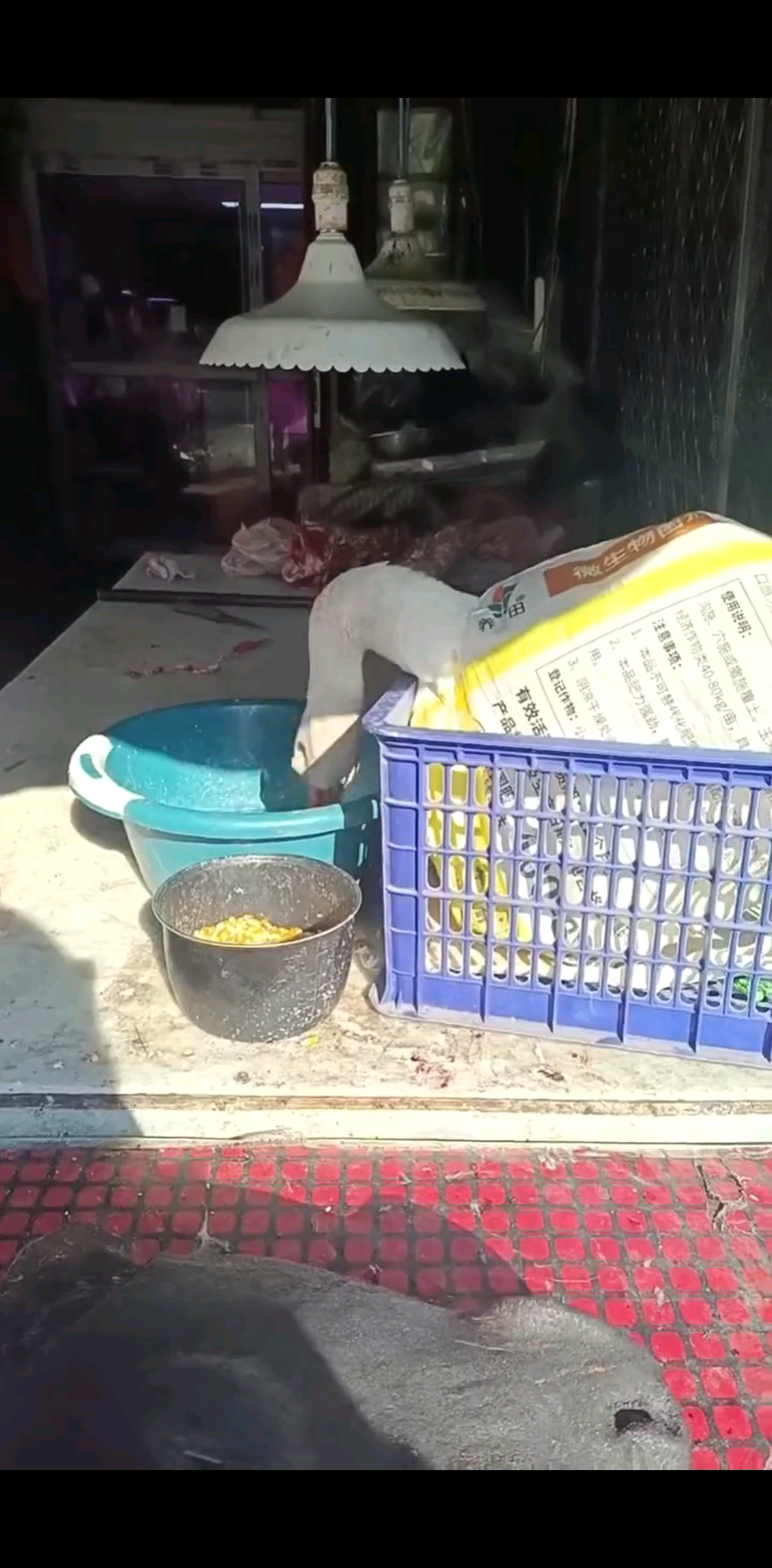 这鹅会咬人呀！