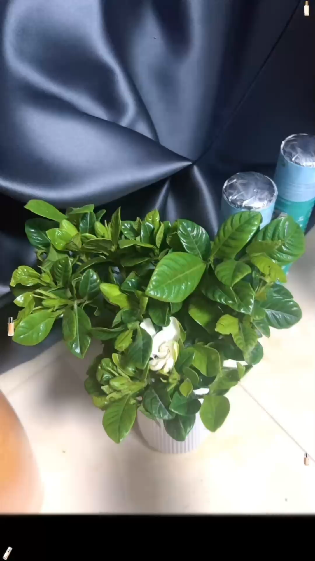 我的栀子花开花了，祝