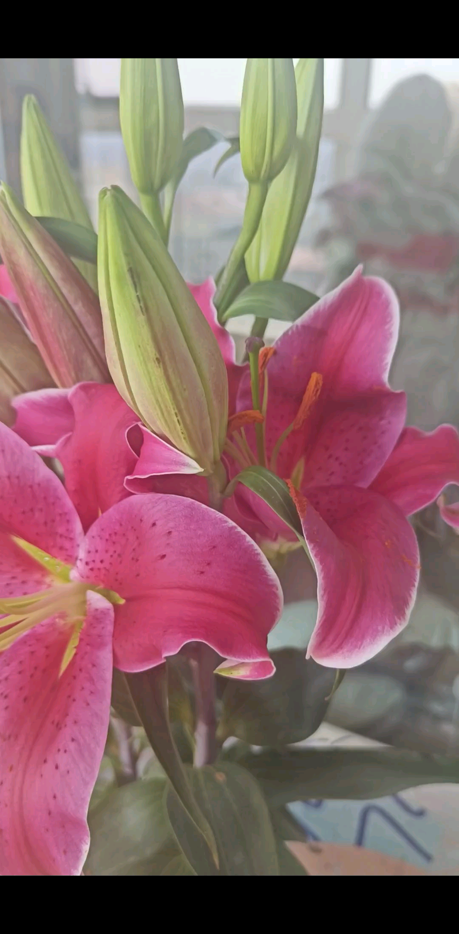 花苞每天都在不停的綻