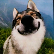 我的智商👌逐年递增的头像