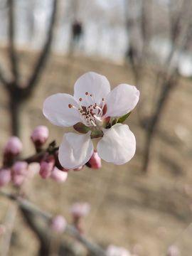 天王盖地虎虎044主播照片