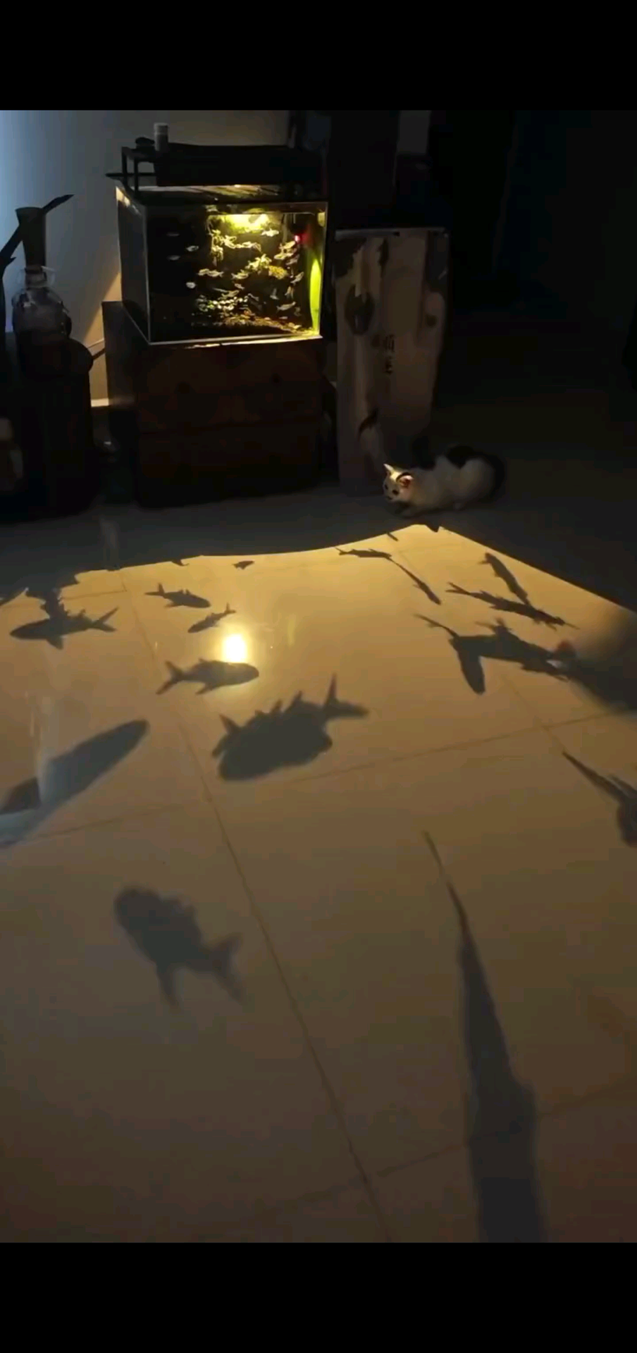 猫不知游鱼为影，人不