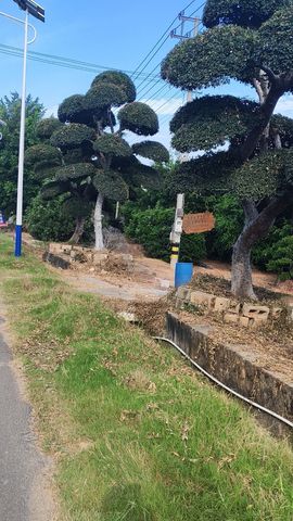 小黑，阳光房：金钢网的图片