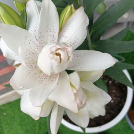 ❤️天宝❤️主播照片