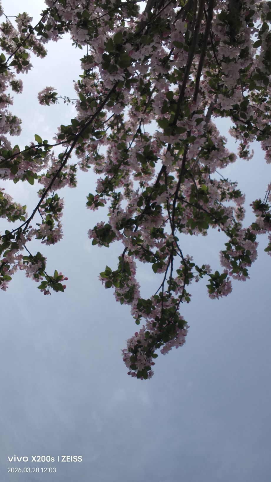 新人依依好运来的主播照片