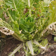 又是一颗烂白菜的头像