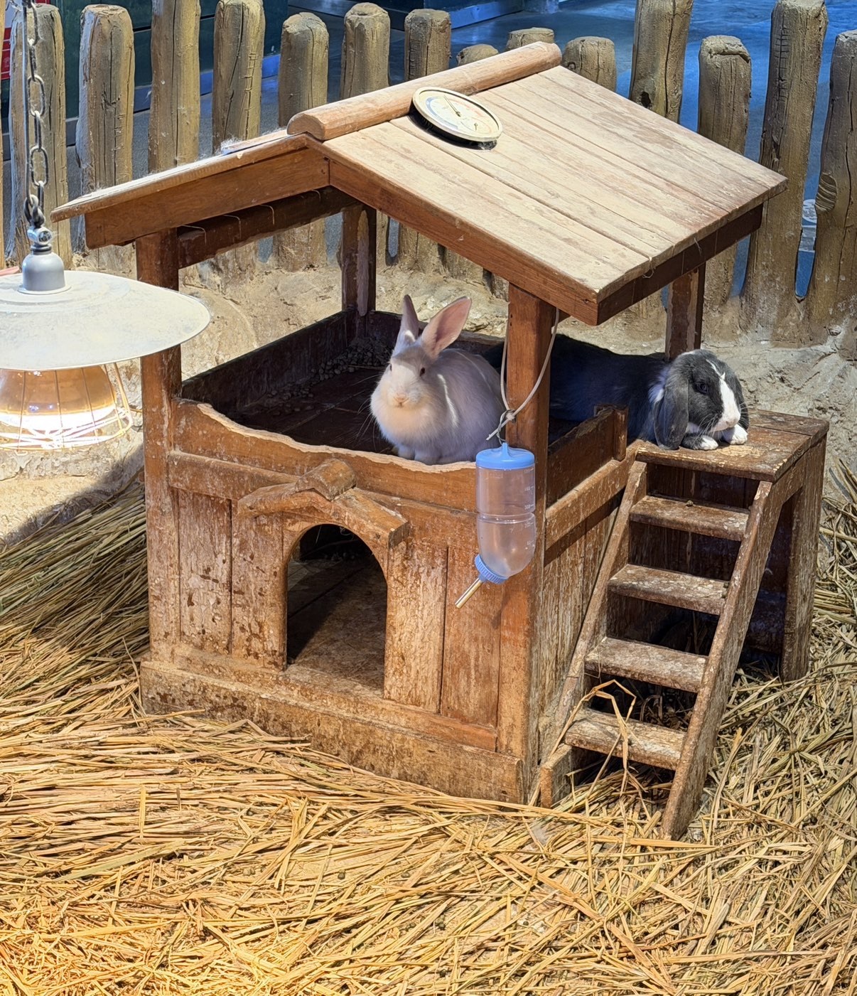 天才兔子小姐.幸運版主播圖片