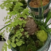 ❃见过花开就好