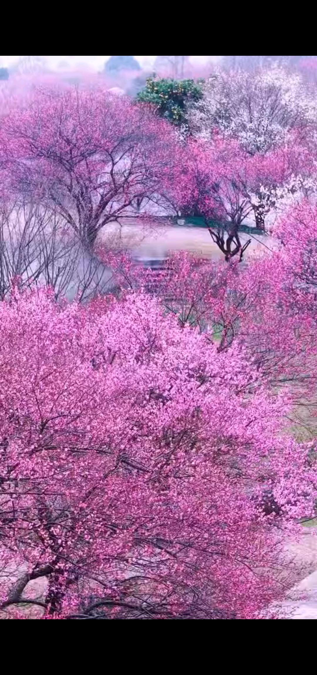 花開花落又一春