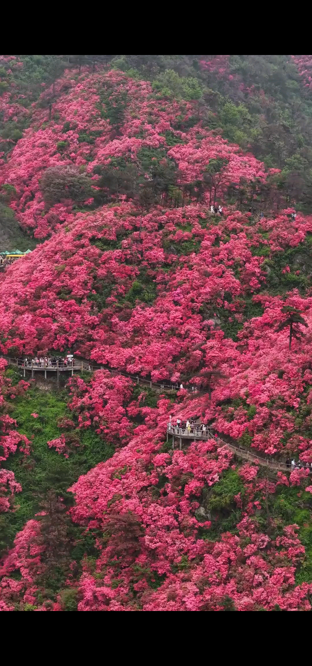 木兰云雾山杜娟花开红似海