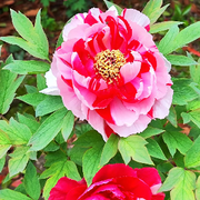 ╰???香*?的頭像