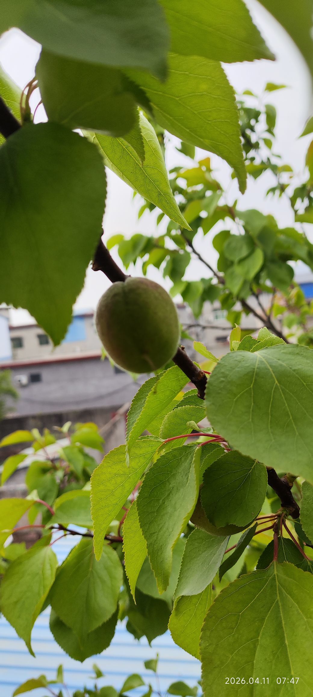 小芳，🌸的主播照片