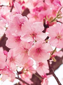 天王盖地虎虎044的图片