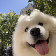 抱抱馨的小甜狗