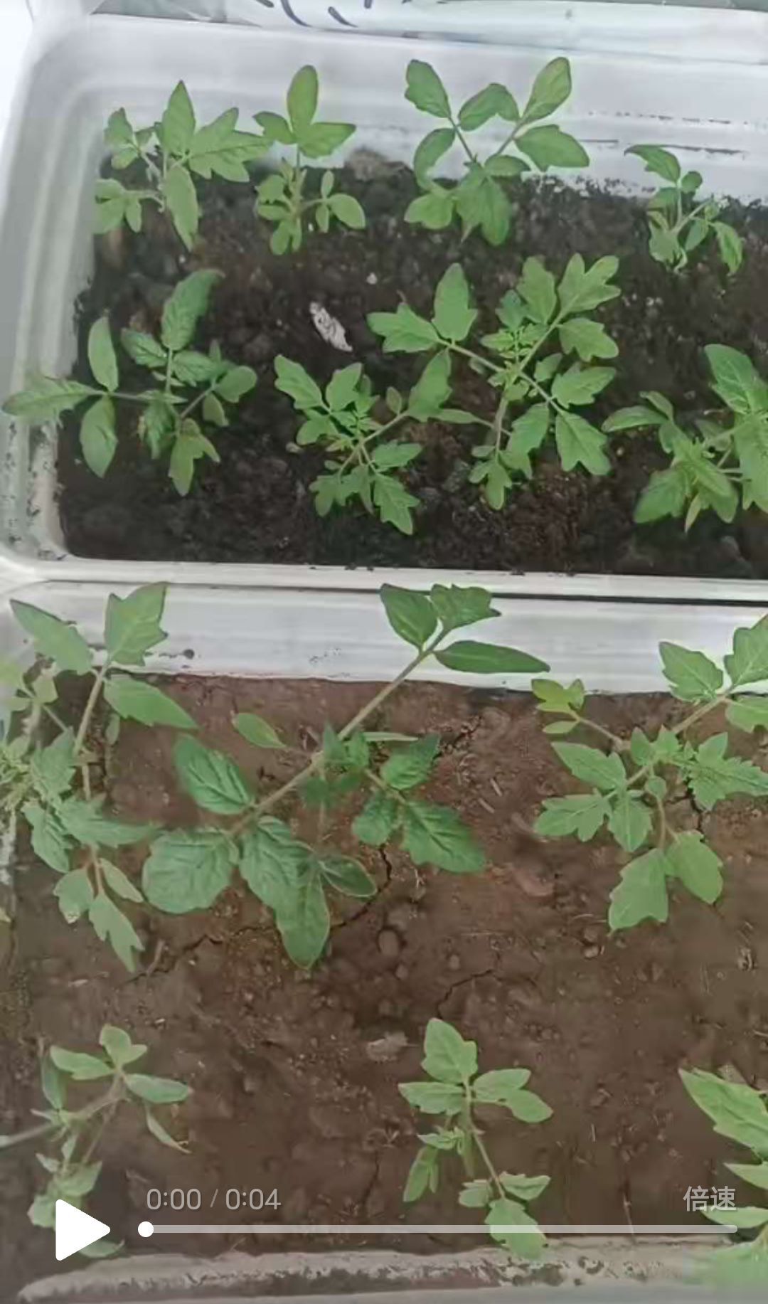 金麒麟安靜唱歌??的主播照片