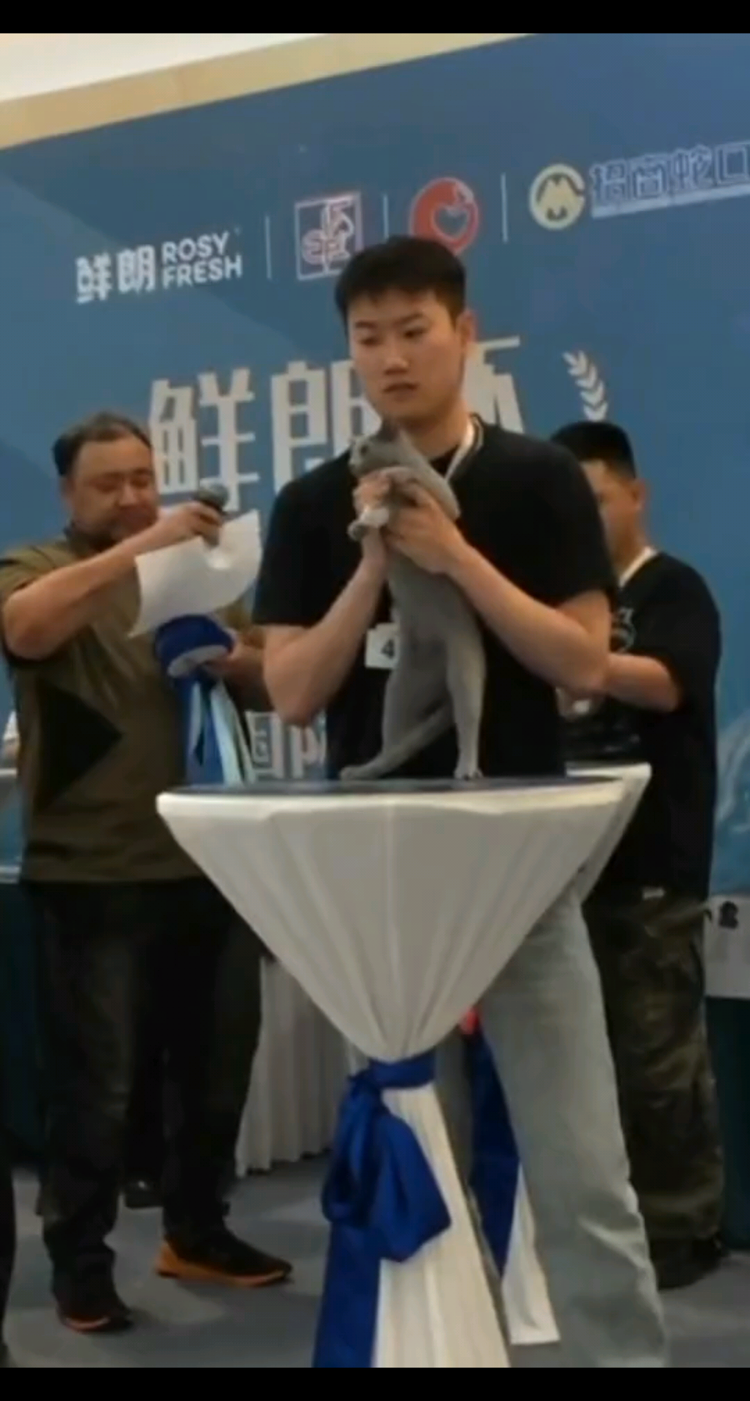 怡霖名猫长沙绽放！