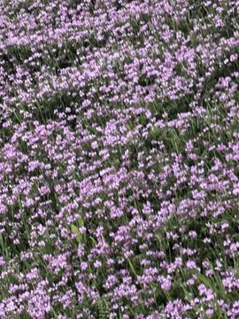 天王盖地虎虎044的图片